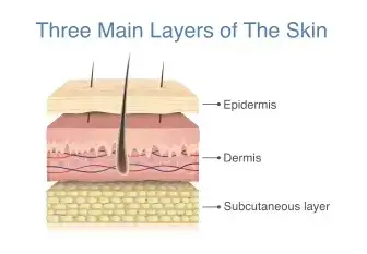 Three Main Layer Of The Skin