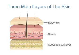 Three Main Layer Of The Skin